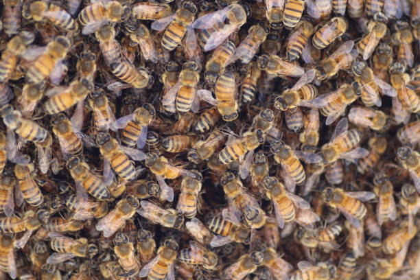 istock Full Frame Shot Of Bees 878019172