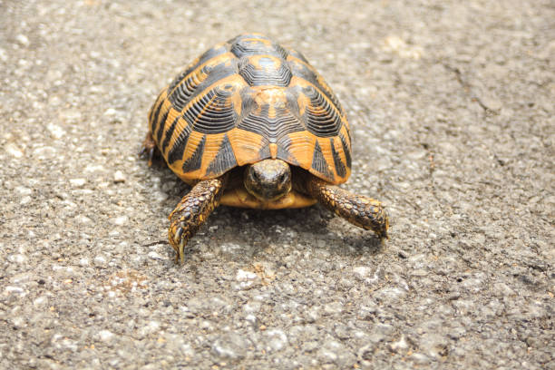 istock tortoise crawling on the paved road 878019210