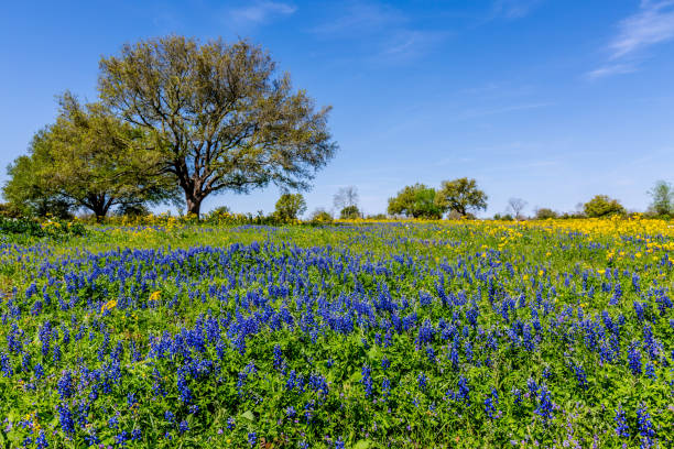 Photo of Field Blanketed with a Variety of Texas Wildflowers.