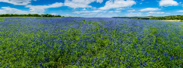 Photo of High Res Panorama of Fields of Bluebonnets at Mule Shoe Bend, Texas.