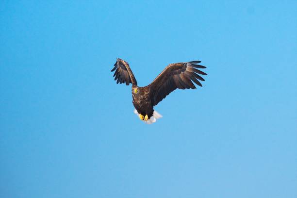 istock Ojirowa, flying over the wisdom floor 878019602