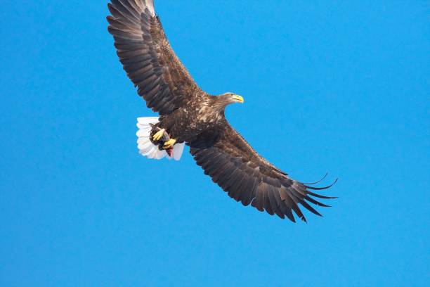 Ojirowa, flying over the wisdom floor White-tailed eagle Ojirowa flying over Shiretoko, flying over the wisdom floor kunashir island stock pictures, royalty-free photos & images