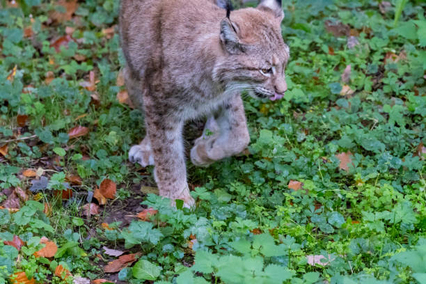 istock Lynx in the forrest in Germany 878022150