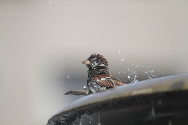 istock Low Angle View Of Bird Perching On Fountain 878024990