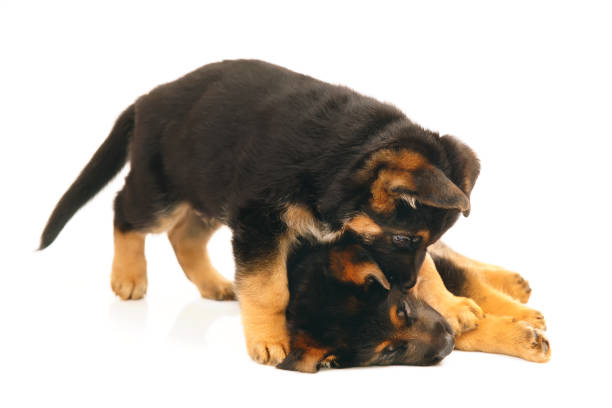 istock Two German Shepherd puppies playing with each other indoors on a white background 878025078