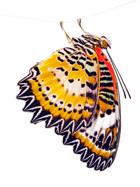 istock The leopard lacewing butterfly, Cethosia cyane, isolated on white background 878025418