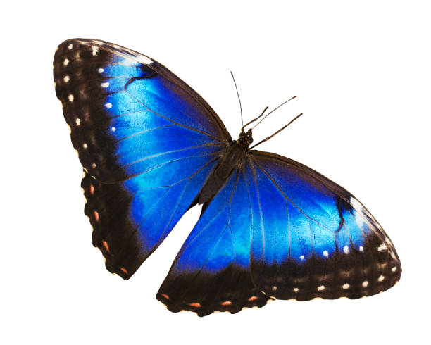 istock Bright blue morpho butterfly isolated on white background with spread wings 878025442