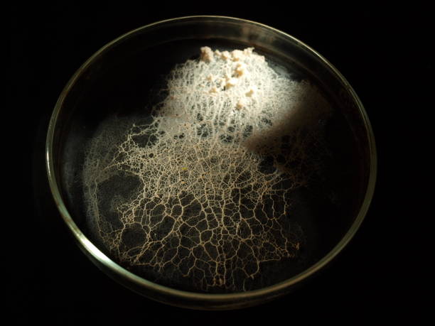 A moving plasmodium of a slime mould on a Petri dish A veiny white plasmodium of a slime mould, or myxomycete, is crawling and spreading on a Petri dish surface. Myxomycete is a special organism that gathers from many microscopic unicellular amoebae. amoeba photos stock pictures, royalty-free photos & images