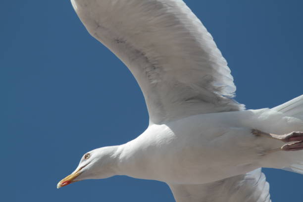 istock Low Angle View Of Seagull Flying Against Clear Blue Sky 878025652