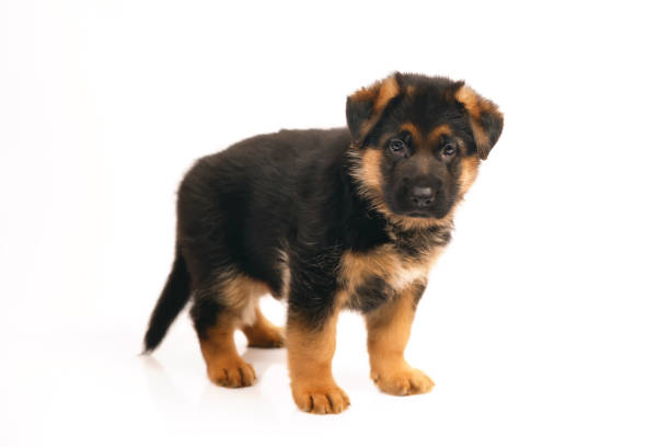 istock Adorable German Shepherd puppy standing indoors on a white background 878027804