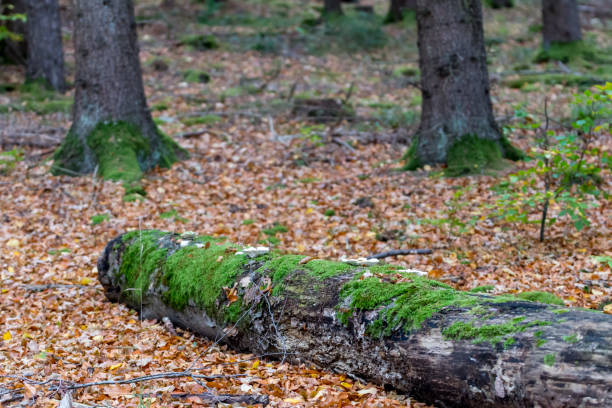 istock Natural reserve Schoenbuch forrest in Germany 878031374