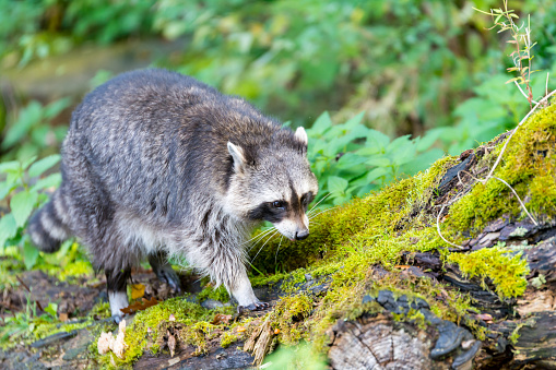 Racoon searching for food in the forrest