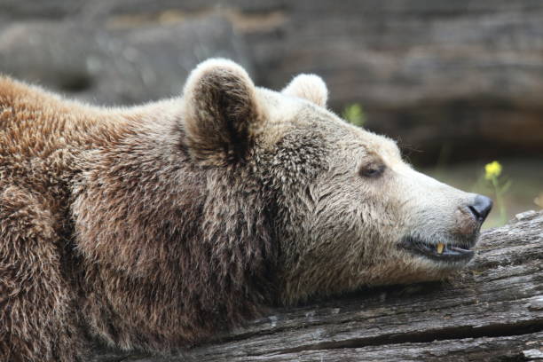 istock Close-Up Of Bear 878031804