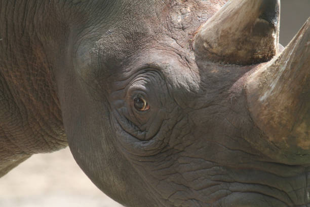 istock Close-Up Of Rhinoceros 878034028