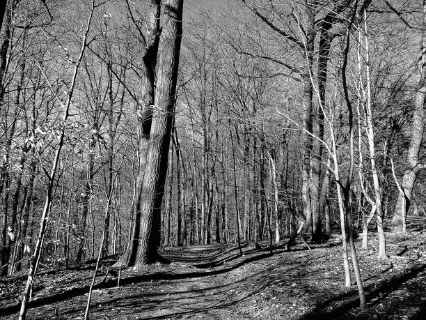 istock black and white trees in winter 878034058