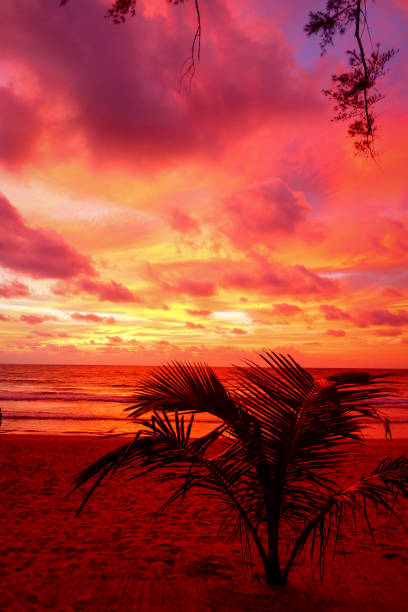 istock Sunset Sihouette Palm Tree on Thailand 878037250