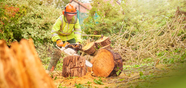 istock female tree surgeon working in a garden 878040688