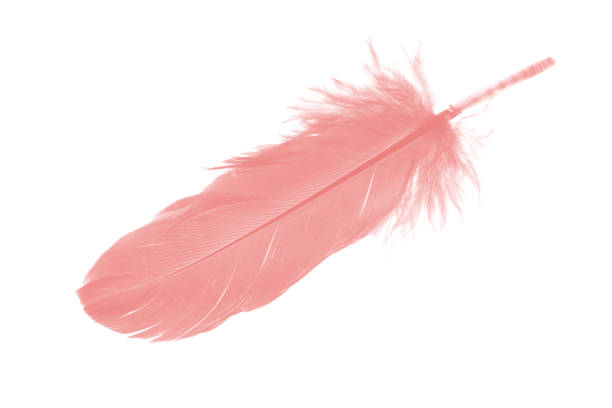 istock coral pink feather on white background 878042990
