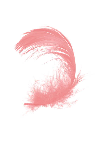 istock coral pink feather on white background 878042998