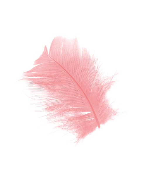 istock coral pink feather on white background 878043022