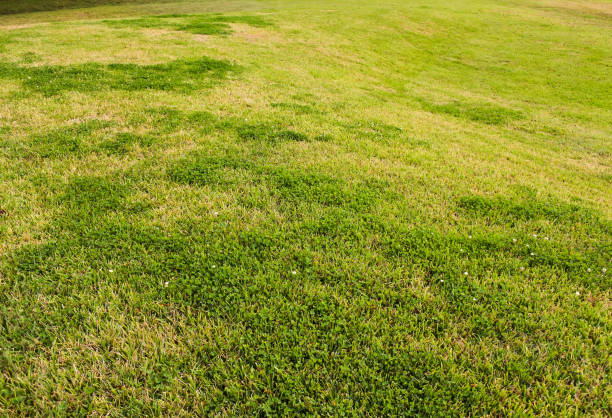 istock Field of Grasses in Many Greens 878043118