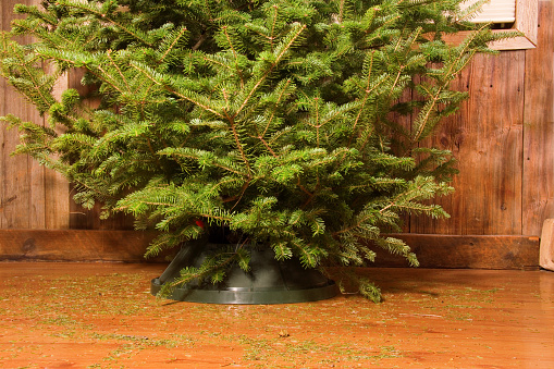 An undecorated Christmas tree with pine needles on the floor.