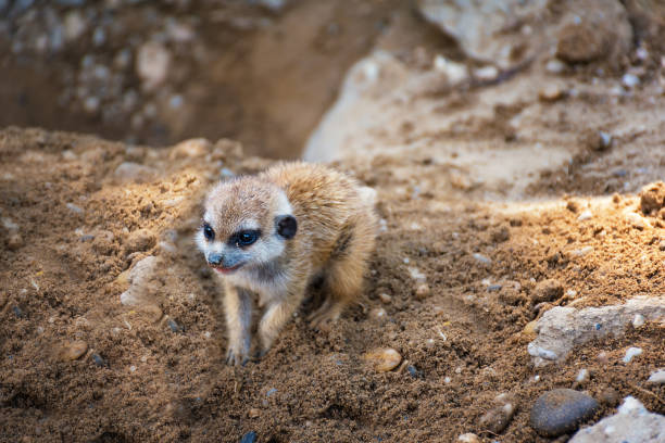 A very young suricate pup standing on the sand (Suricata suricatta