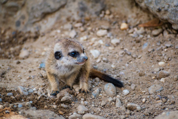 istock A very young suricate pup standing on the sand (Suricata suricatta 878043486