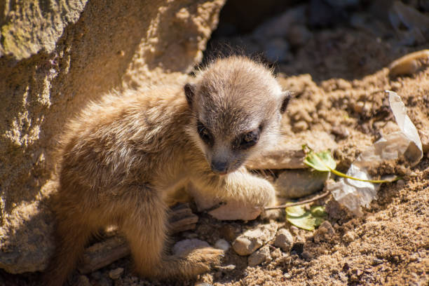 istock A very young suricate pup standing on the sand (Suricata suricatta 878043490