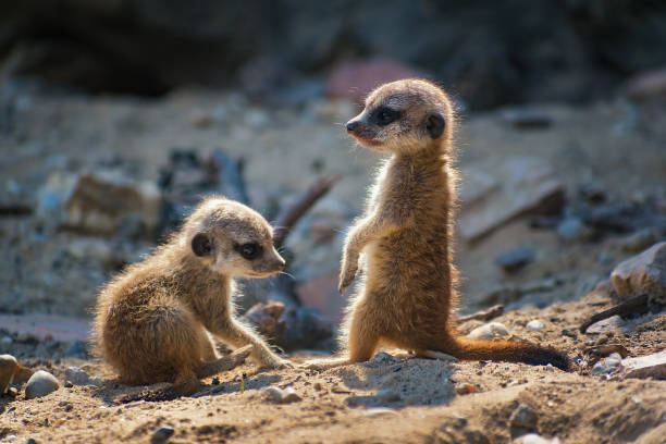 istock Pair of very young suricate pups standing on the sand (Suricata suricatta) 878043492