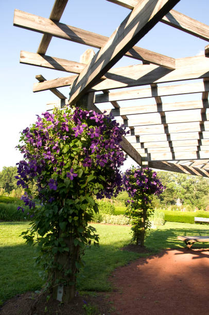 istock Elizabeth Park One - Purple Flowers 878049530
