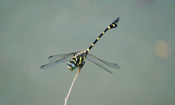 istock Close-Up Of Damselfly On Stem 878049954
