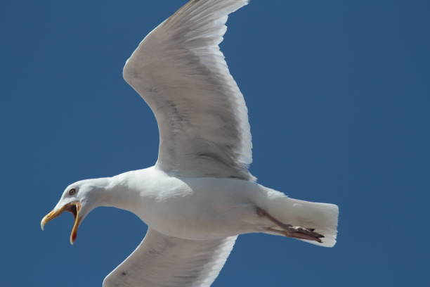 istock Low Angle View Of Bird Flying Against Clear Blue Sky 878052882
