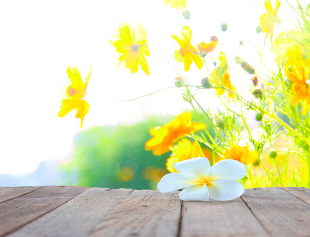 istock flower frangipani on wood background 878053158