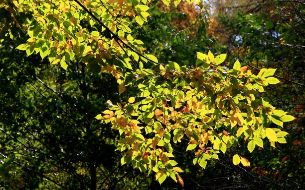 istock Landscape in park of autumn 878055348