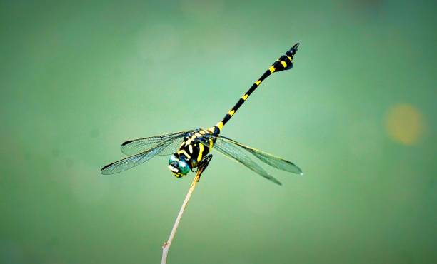 istock Close-Up Of Damselfly On Stem 878055716