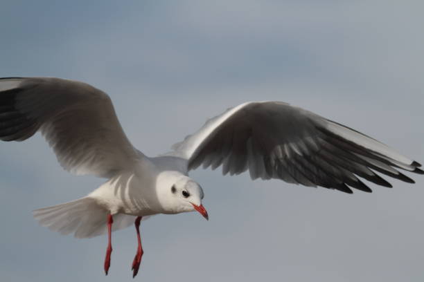 istock Low Angle View Of Seagull Flying Against Sky 878056406