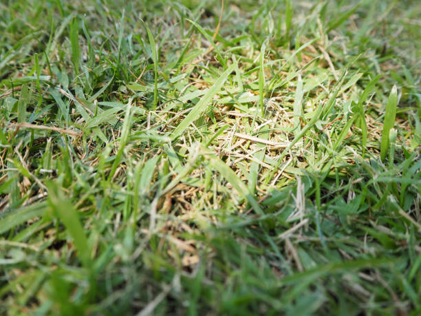 istock close up of the green grass background. 878058642