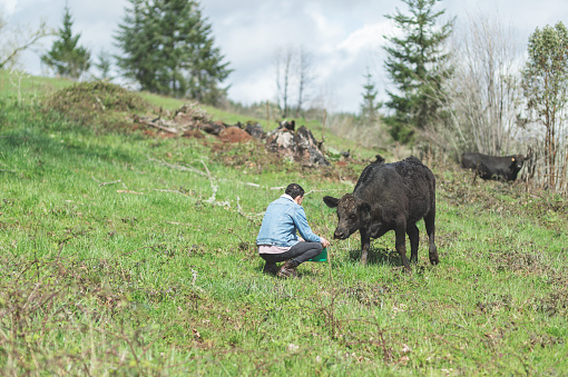A young ethnic farmer wearing a jean jacket squats down to feed one of his cows on a hilly meadow. The sky is blue and there are sporadic trees in the background.