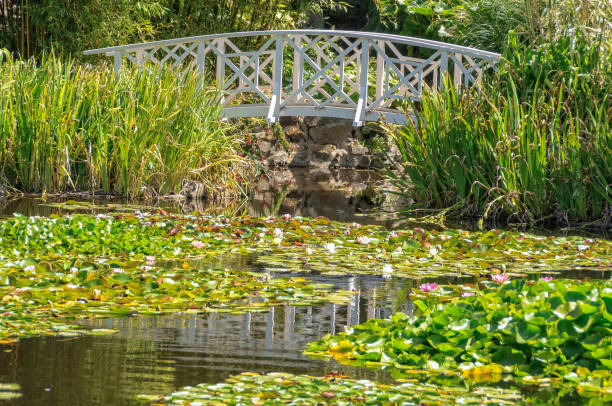 Footbridge over the Lily Pond in the Royal Tasmanian Botanical Gardens within the Queens Domain - Hobart, Tasmania, Australia