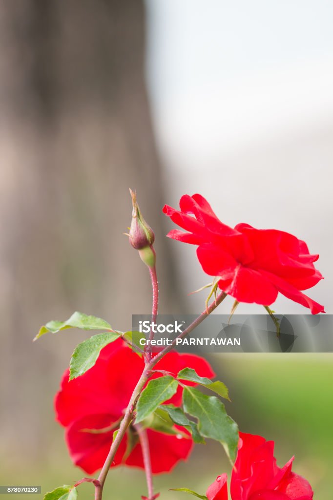 Gros plan de fleurs de roses rouges en fleurs dans le jardin. - Photo de Amour libre de droits Gros plan de fleurs de roses rouges en fleurs dans le jardin. - Photo de Amour libre de droits