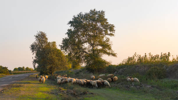 istock Grazing herd of sheep 878078144