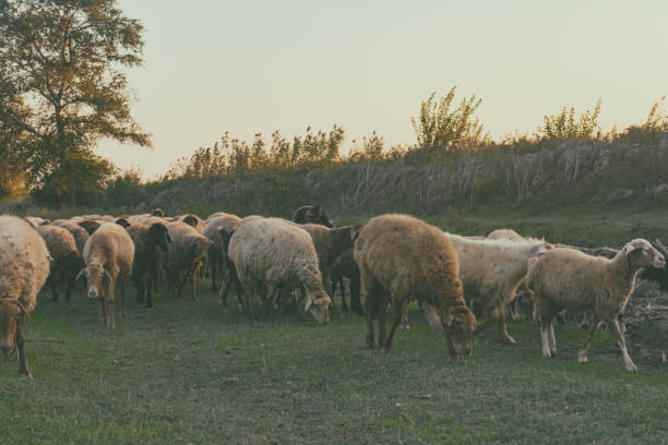 istock Grazing herd of sheep 878078176