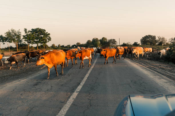 Herd of cows on the road