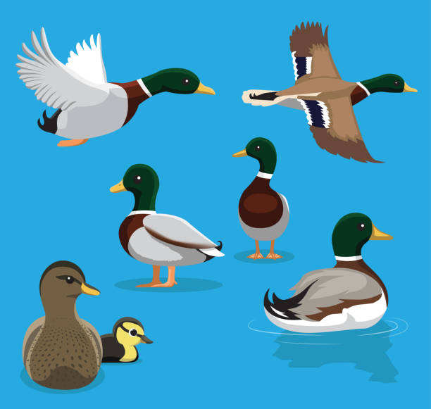 ilustrações, clipart, desenhos animados e ícones de mallard bonito poses voando cartoon ilustração em vetor - duck