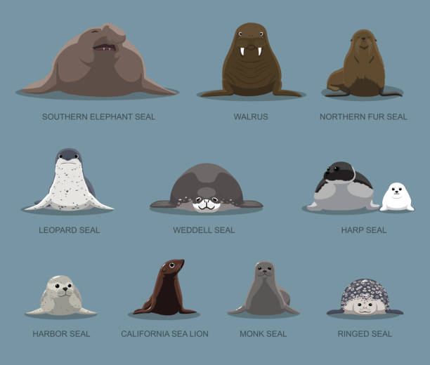 Pinniped Sitting Front Set Cartoon Vector Illustration Animal Character EPS10 File Format walrus sleeping stock illustrations