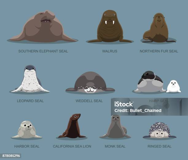 Pinniped Sitting Front Set Cartoon Vector Illustration Stock Illustration - Download Image Now