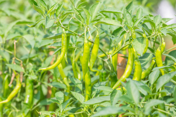 istock green chili on tree in the nature background 878088134