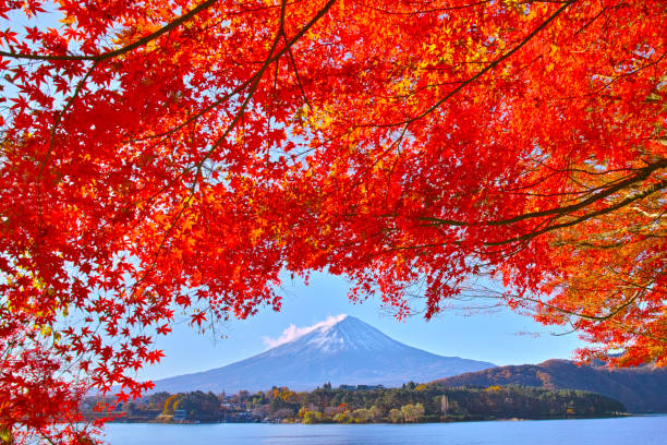istock Mt. Fuji and autumn leaves 878088358