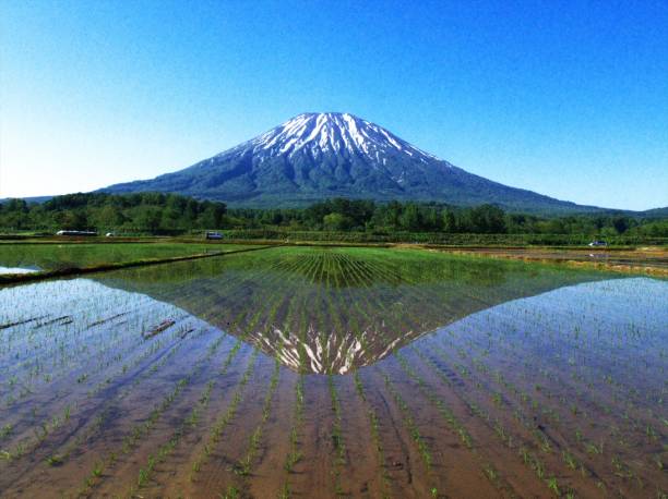 Remains of a snowy ewe Fuji